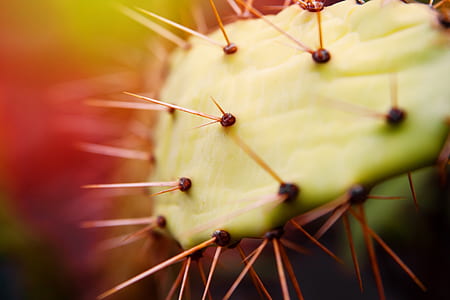 focus photography of green plant thumbnail
