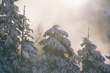 tall trees covered with snow thumbnail