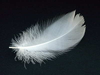 white feather on black surface thumbnail