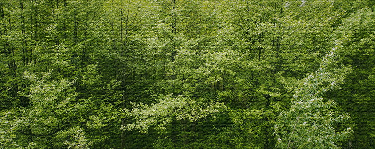 landscape, nature, forest, trees thumbnail