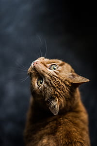 orange tabby cat thumbnail