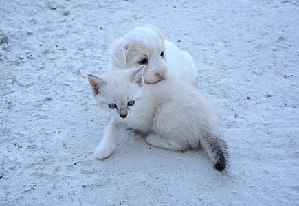 short-coated white puppy and white kitten sits on sand during daytime thumbnail