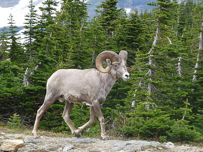 Montana, Glacier National Park thumbnail