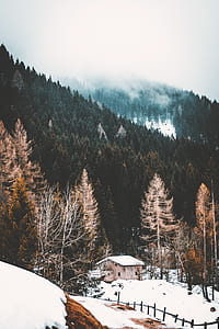 high angle photography of tall trees thumbnail