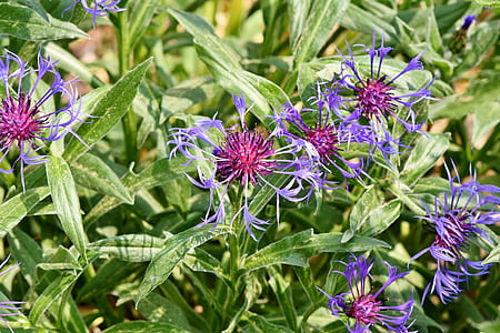 purple petaled flower thumbnail