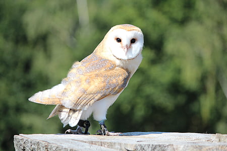 white and brown owl on rock thumbnail