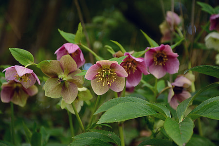 purple petaled flowers thumbnail