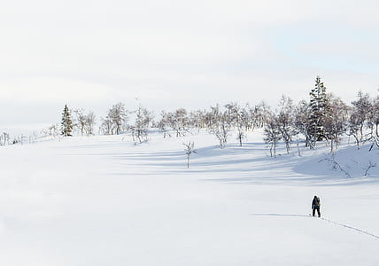 person walking near trees during daytime thumbnail