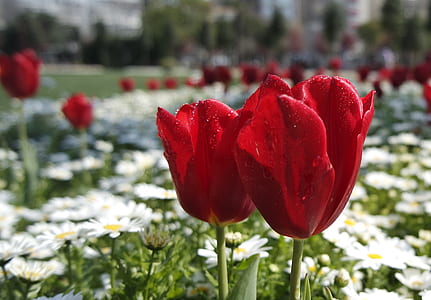 Red Petal Flower Near White Daisy thumbnail