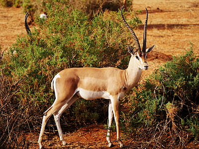 brown deer on grass field thumbnail