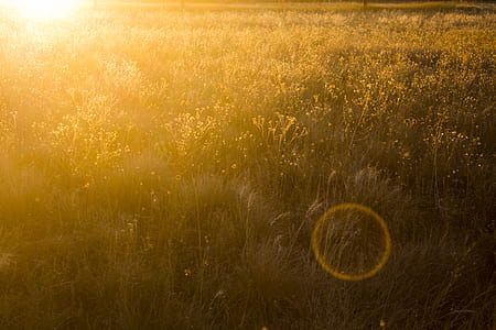 Grass Field Photo thumbnail