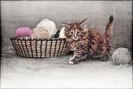 orange and gray cat beside brown wicker basket thumbnail