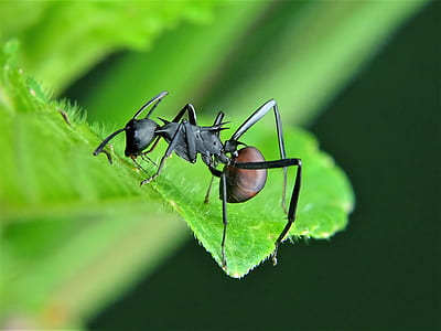 leaf ant perched on green leaf macro photography thumbnail