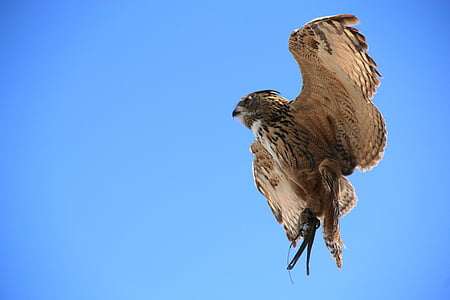 brown hawk under sunny blue sky thumbnail