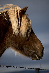 brown horse thumbnail