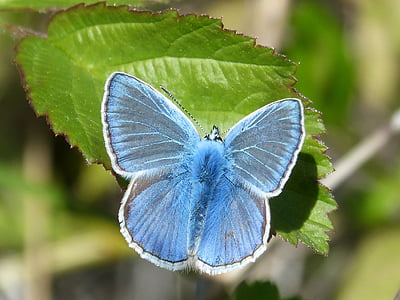 common blue butterfly on green leaf thumbnail
