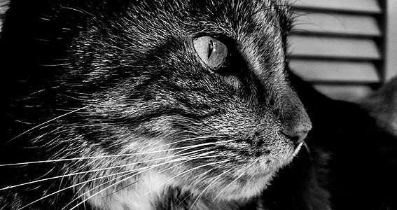 tabby cat thumbnail