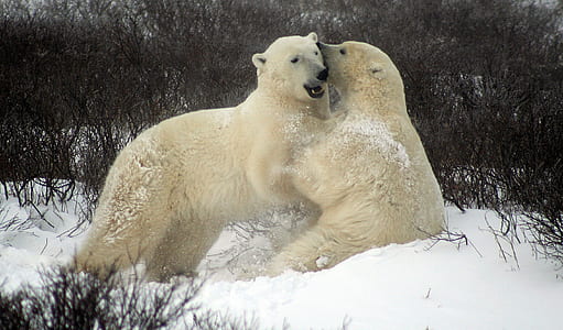 polar bears on snowy field thumbnail