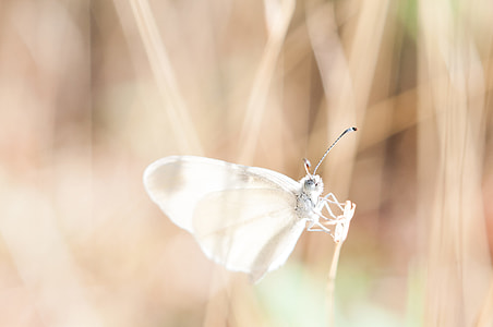 cabbage white butterfly perched on leaf branch thumbnail