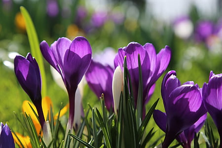 depth of field photography of purple petaled flowers thumbnail