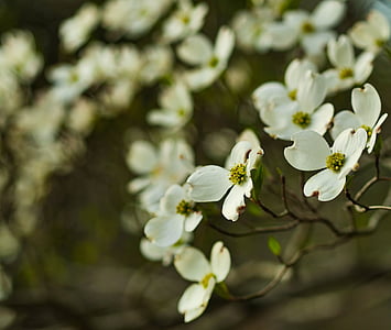 close up photo of white flowering dogwoods thumbnail