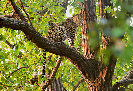 leopard on top of brown tree branch thumbnail