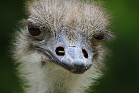 closeup photo of ostrich thumbnail