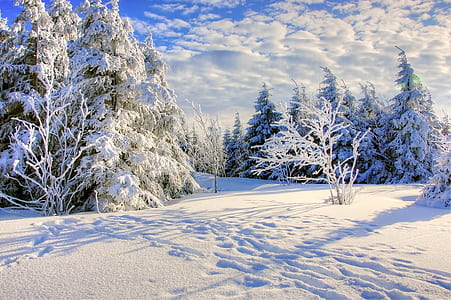 green snowed leaf tree thumbnail