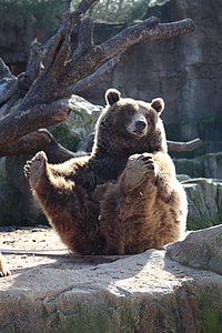 grizzly bear sitting on gray stone formation thumbnail