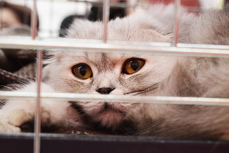 close-up photo of cat in cage thumbnail