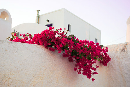 red flowers on white fence thumbnail