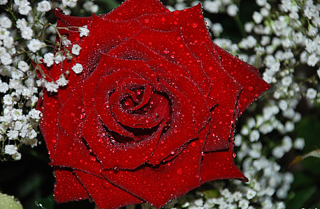 red rose beside white baby's-breath flowers thumbnail