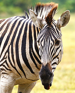 zebra and grass field during daytime thumbnail