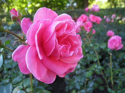 selective focus photography of pink rose flower thumbnail