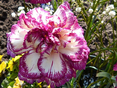selective focus photography of white and purple tulip thumbnail