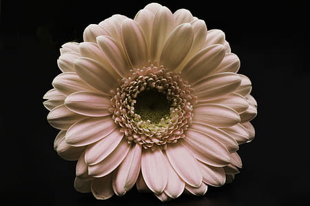 white petaled flower thumbnail