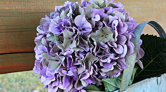 purple and green petaled flowers thumbnail
