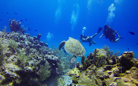 two persons in water with tortoise thumbnail