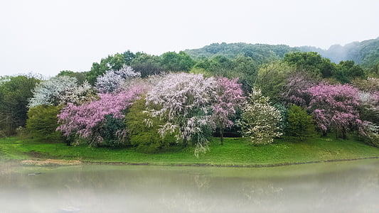 green leaf trees thumbnail