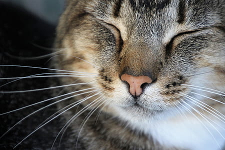 Close-Up Photography of a Cat Sleeping thumbnail
