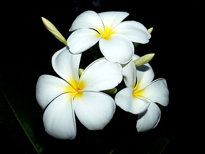 three white-and-yellow flowers illustration thumbnail