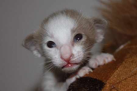 white and gray kitten thumbnail