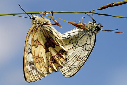 two beige moth butterflies on tree branch thumbnail