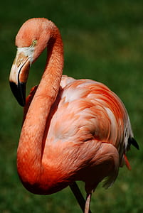 pink flamingo thumbnail