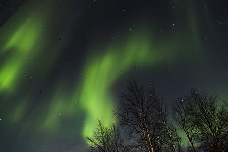 aurora lights above green trees thumbnail