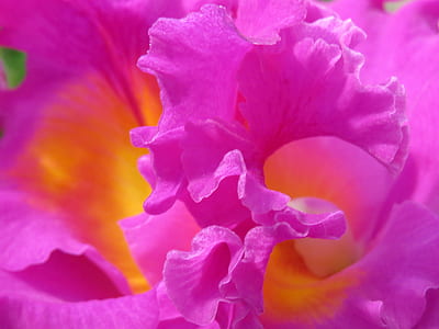 pink petaled flower upclose thumbnail
