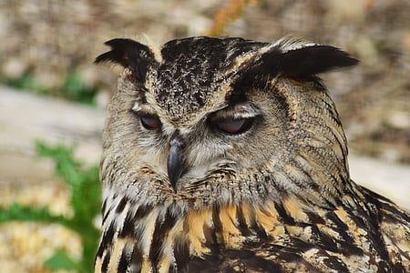 gray and black owl close-up photography thumbnail