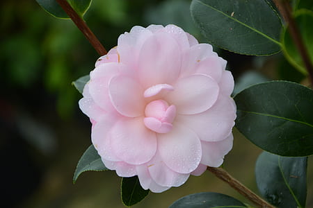 closeup photography of pink camellia rose thumbnail