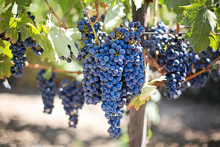 blueberry fruits thumbnail