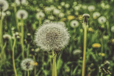 Shallow Focus Photography of Dandelions thumbnail